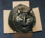 kneedeeppow's Avatar